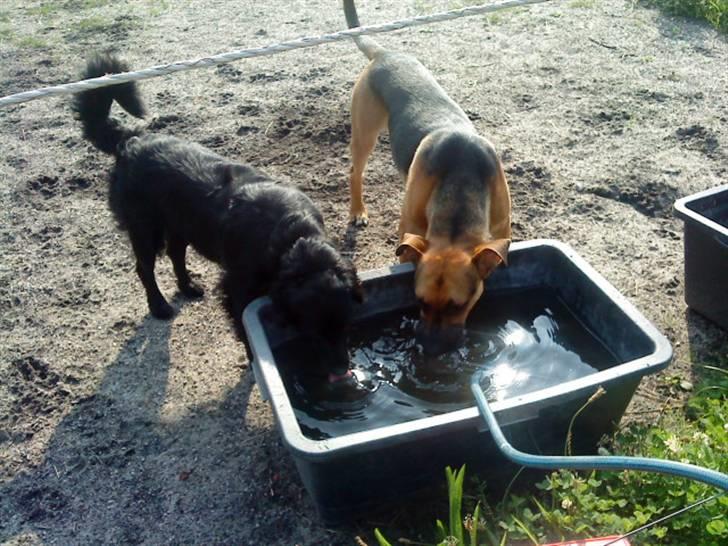 Blanding af racer Berta billede 16