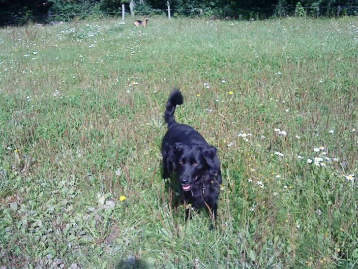 Blanding af racer Berta billede 18