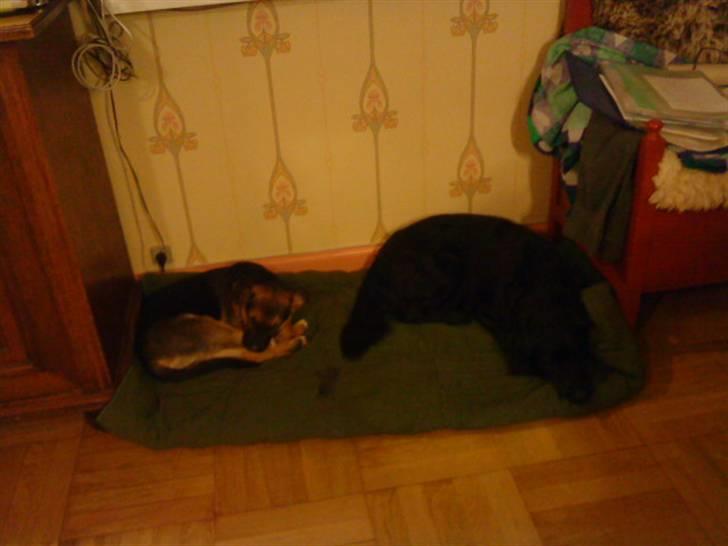 Blanding af racer Berta billede 19