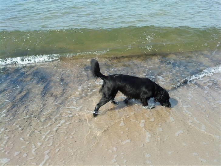 Blanding af racer Berta billede 20