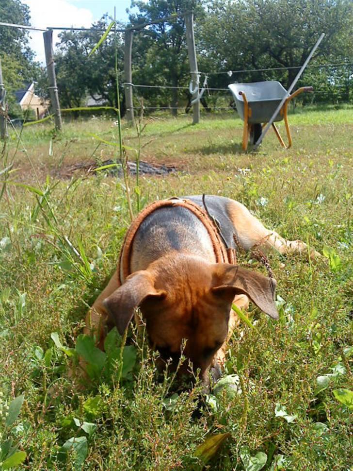 Blanding af racer † Bonzo † billede 1