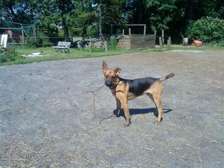 Blanding af racer † Bonzo † billede 3