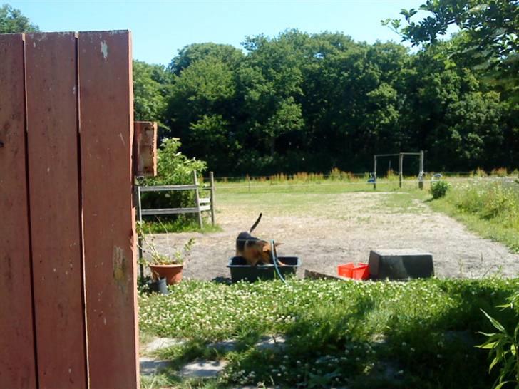 Blanding af racer † Bonzo † billede 4