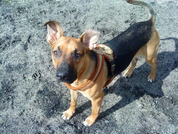 Blanding af racer † Bonzo † billede 6