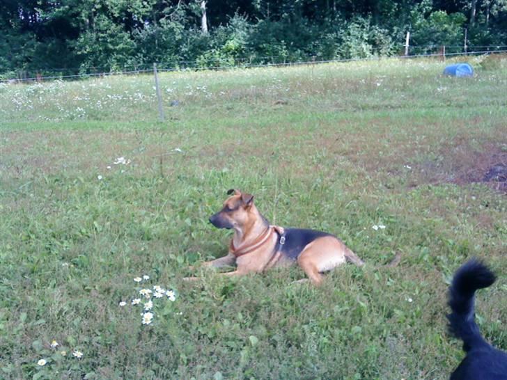 Blanding af racer † Bonzo † billede 7