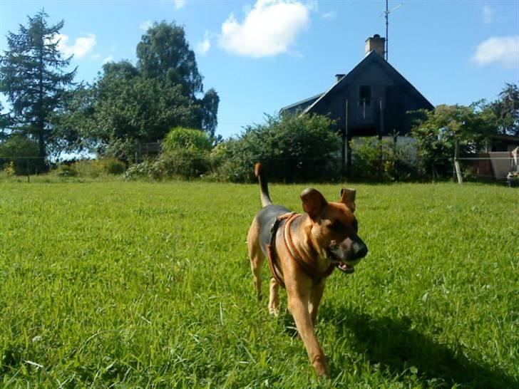 Blanding af racer † Bonzo † billede 8