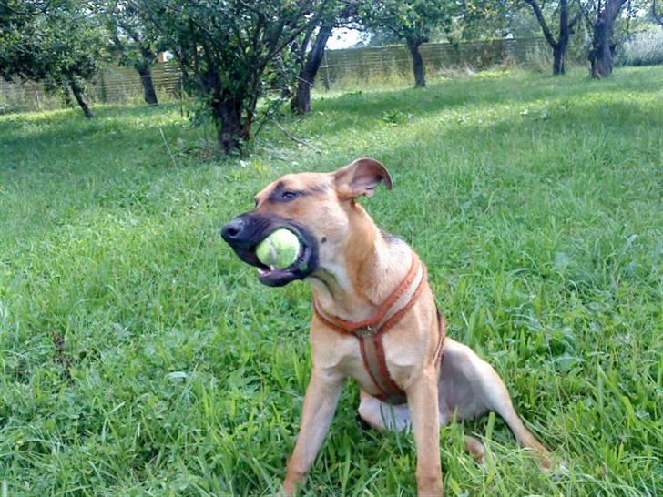 Blanding af racer † Bonzo † billede 10