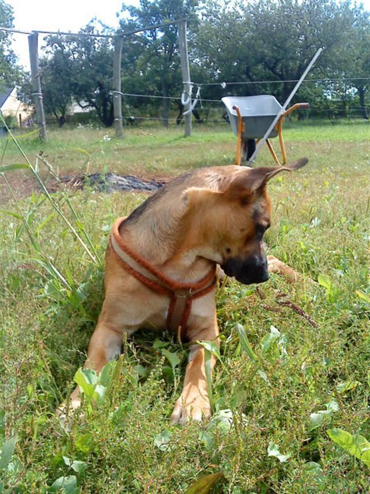 Blanding af racer † Bonzo † billede 12