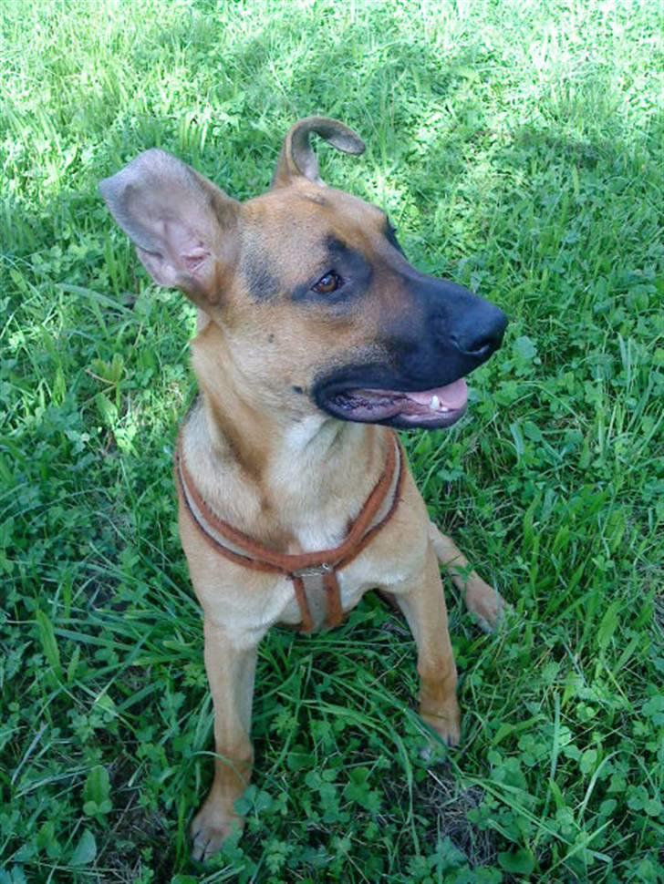 Blanding af racer † Bonzo † billede 13