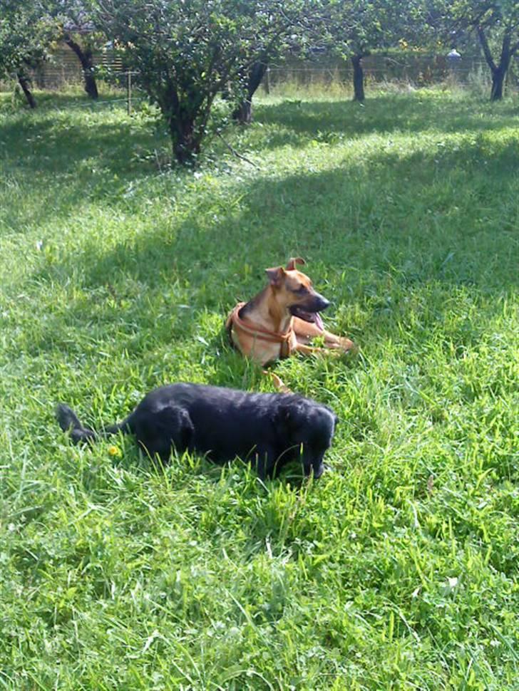 Blanding af racer † Bonzo † billede 14