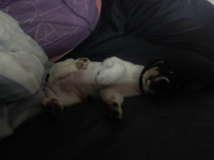 Dansk svensk gaardhund Joey - en træt hund er en glad hund :) billede 7