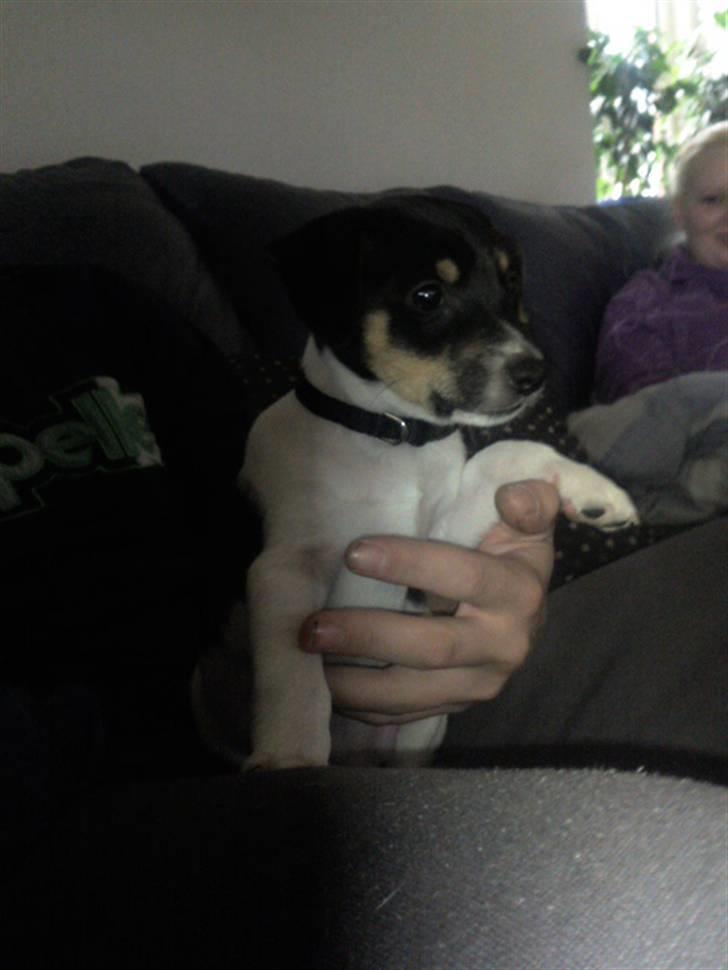 Dansk svensk gaardhund Joey - Med hans fine nye halsbånd :)  billede 8