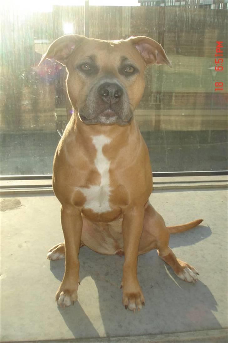 Amerikansk staffordshire terrier Chiva billede 13