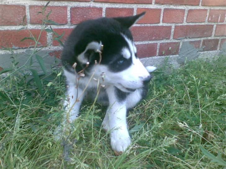 Siberian husky Lucca - Lucca i vores have billede 10