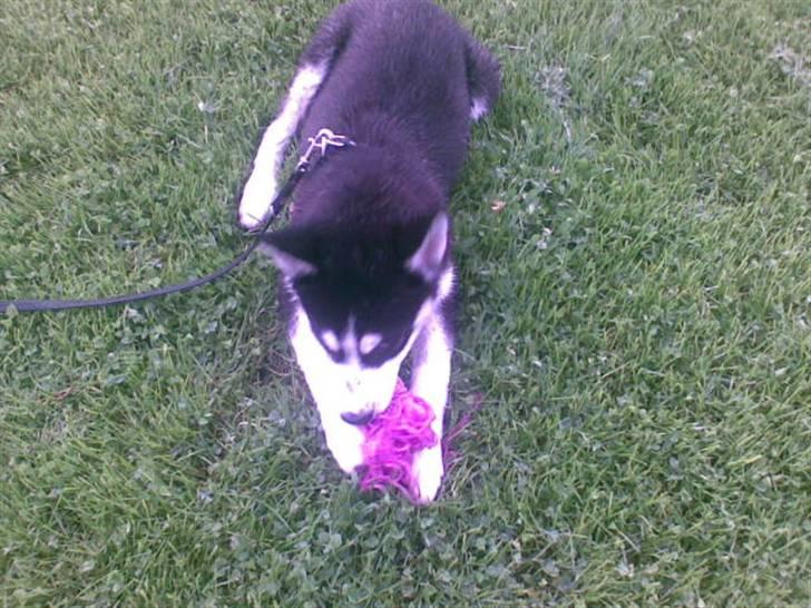 Siberian husky Lucca - Lucca der nedlægger sit første bytte, en garnnøgle. Den har både været gravet ned og jagtet på nuværende tidspunkt... billede 11