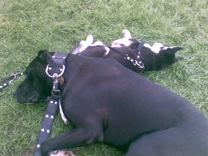 Siberian husky Lucca - Lucca der hygger med Chico i det høje græs efter en lang gåtur. billede 12