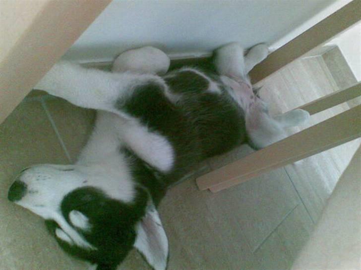 Siberian husky Lucca - Lucca der er gået helt kold efter en legesyg morgen. billede 13