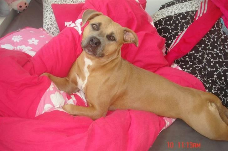 Amerikansk staffordshire terrier Chiva billede 14