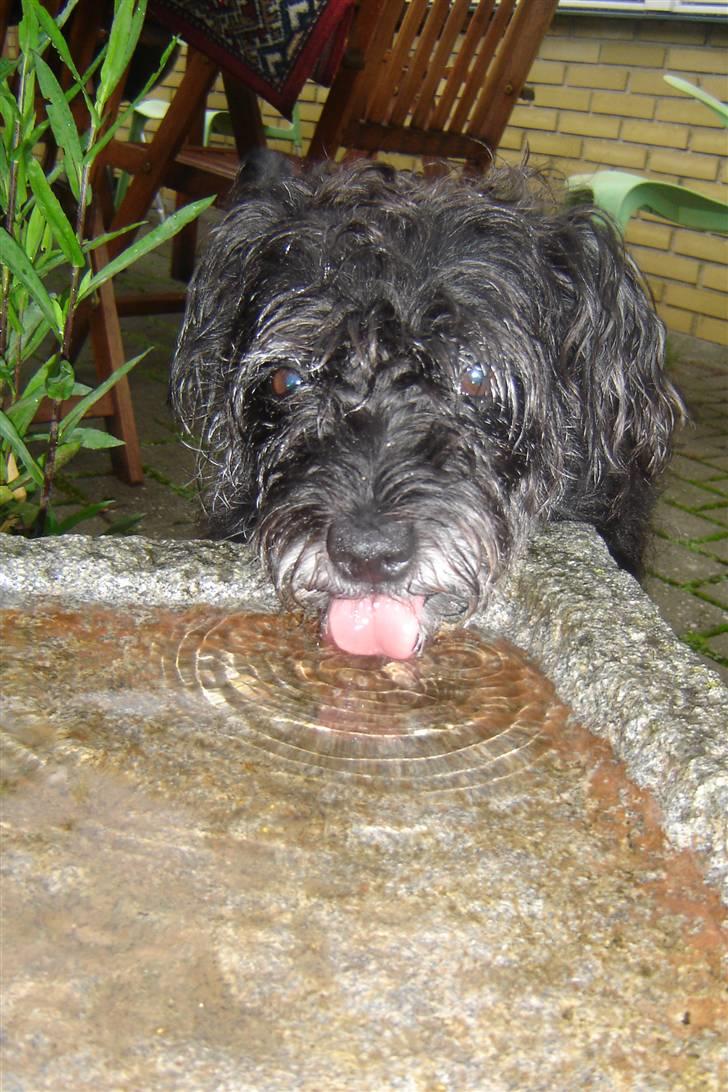 Blanding af racer Fridde |SOLUMATE - LOVER| - Velkommen til Friddes profil! - jeg håber i vil byde hende velkommen og læse hva vi laver sammen - nemlig dms! Håber i vil blive inspireret! Smid gerne en bedømmelse til min lille soulmate! <3  billede 1