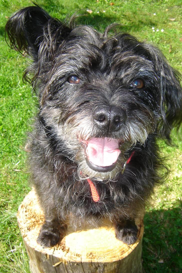 Blanding af racer Fridde |SOLUMATE - LOVER| - Til træning - i haven - foto: Mille Andersen (mig) billede 2