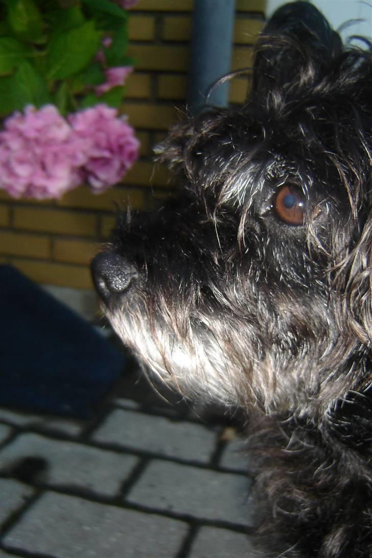 Blanding af racer Fridde |SOLUMATE - LOVER| - Hygge i haven med familien og hunden selvfølgelig - foto: Mille Andersen (mig) billede 3