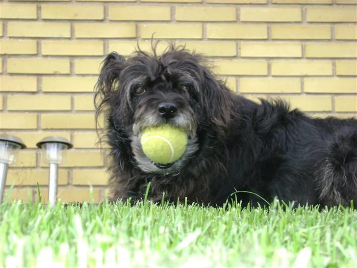 Blanding af racer Fridde |SOLUMATE - LOVER| - Hygge i haven med Friddes elskede bold - ihhh hvor er den bare fin! - foto: Mille Andersen (mig) billede 4