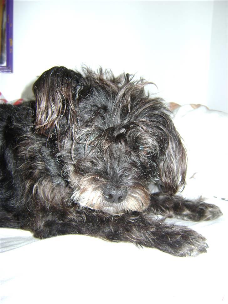 Blanding af racer Fridde |SOLUMATE - LOVER| - Fridde der er legesyg (: - foto: mille Andersen (mig) billede 5