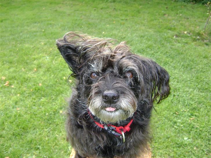 Blanding af racer Fridde |SOLUMATE - LOVER| - Til træning - i haven - foto: Mille Andersen (mig) billede 6