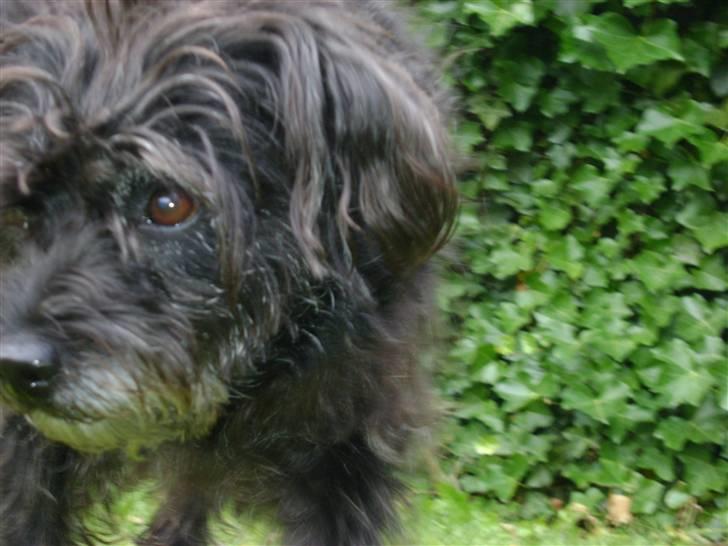 Blanding af racer Fridde |SOLUMATE - LOVER| - Fridde på udflugt efter en dejlig lækker godbid :) - foto Mille Andersen (mig) billede 7