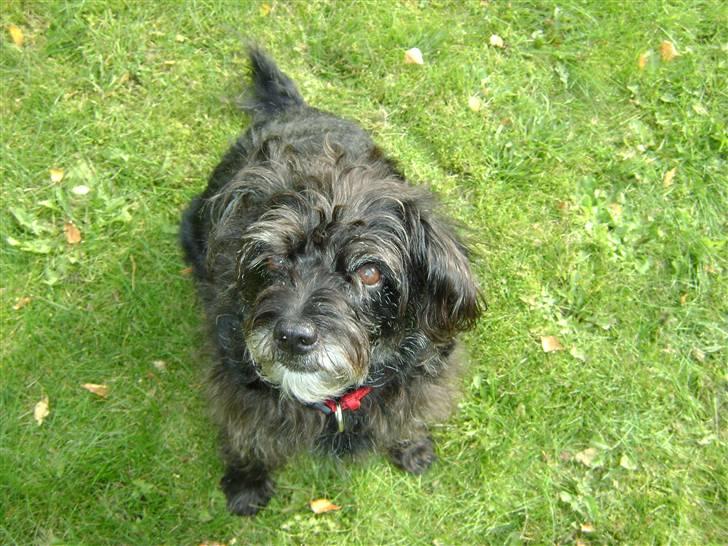 Blanding af racer Fridde |SOLUMATE - LOVER| - Til træning - i haven - foto: Mille Andersen (mig) billede 8