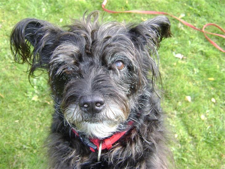 Blanding af racer Fridde |SOLUMATE - LOVER| - Tricket - til træning i haven - foto: Mille Andersen (mig) billede 9