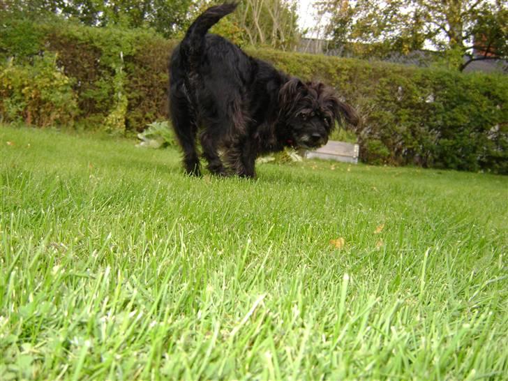 Blanding af racer Fridde |SOLUMATE - LOVER| - Fridde på udflugt - foto Mille Andersen (mig) billede 10