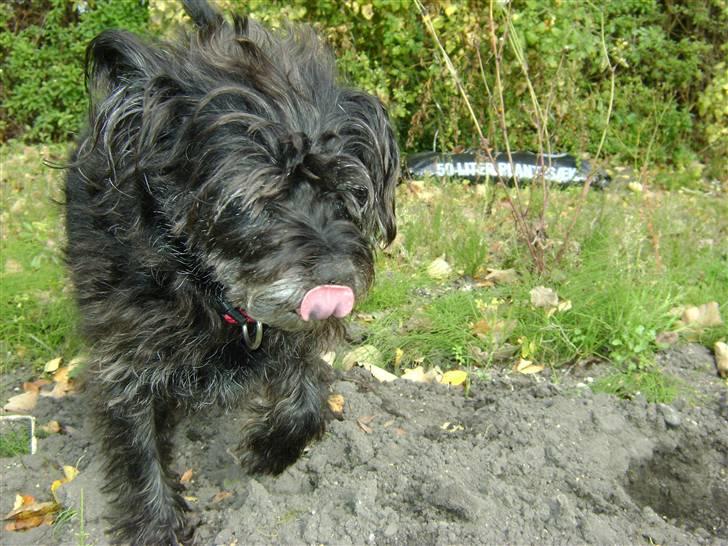 Blanding af racer Fridde |SOLUMATE - LOVER| - Hygge i haven med familien og hunden selvfølgelig - foto: Mille Andersen (mig) billede 11