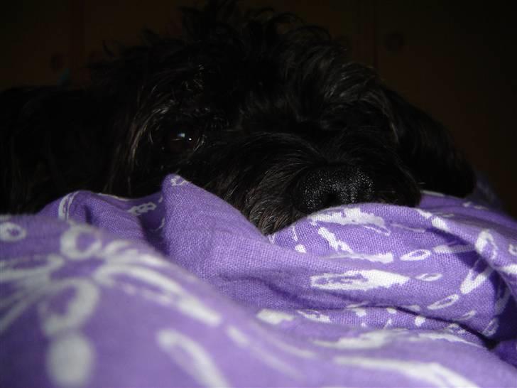 Blanding af racer Fridde |SOLUMATE - LOVER| - Fridde som putter sig i dynerne! - foto: Mille Andersen (mig) billede 12