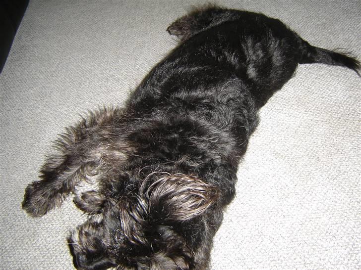 Blanding af racer Fridde |SOLUMATE - LOVER| - Hygge i stuen - Fridde får sig en morfar - foto: Mille Andersen (mig) billede 13