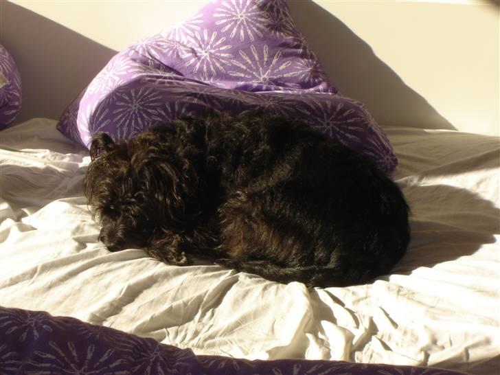 Blanding af racer Fridde |SOLUMATE - LOVER| - Fridde som ligger og nyder den dejlige sommersol - foto: Mille Andersen (mig) billede 14