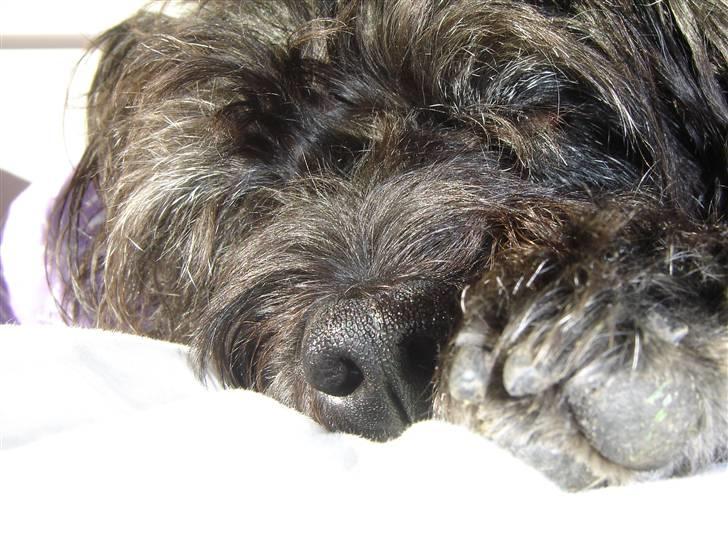 Blanding af racer Fridde |SOLUMATE - LOVER| - Hygge i soveværelset! - foto: Mille Andersen (mig) billede 15