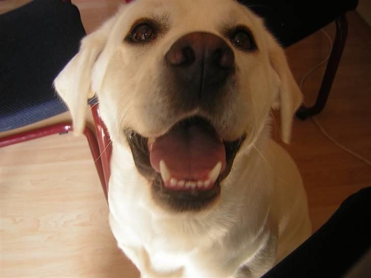 Labrador retriever oskar billede 14