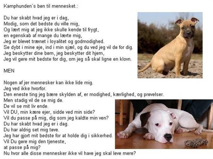 Amerikansk bulldog chico billede 19