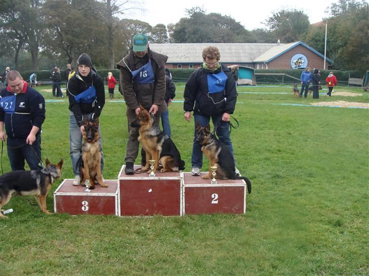 Schæferhund Team Dika's Sandra - Blev nr 2 ud ag 12 tæver i klassen 4-6 mrd Den yngste i klassen billede 17