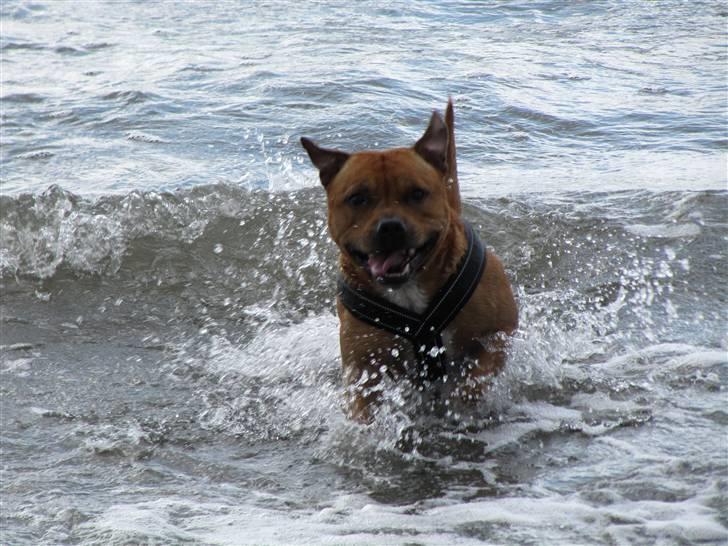 Staffordshire bull terrier Rocky (Dailo's Passion) billede 6