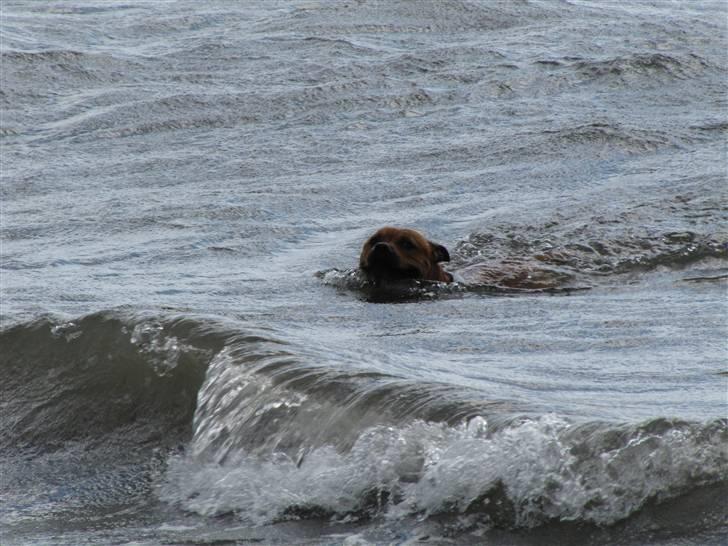 Staffordshire bull terrier Rocky (Dailo's Passion) billede 7