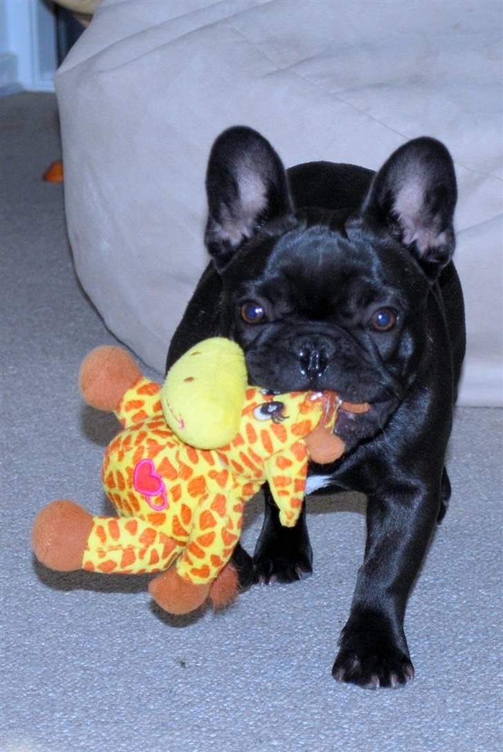 Fransk bulldog Skibelunden's Avette billede 16