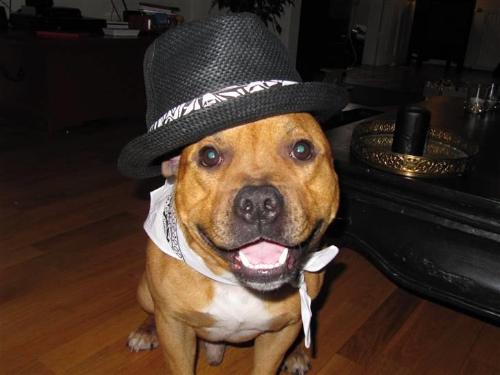 Staffordshire bull terrier Rocky (Dailo's Passion) billede 8