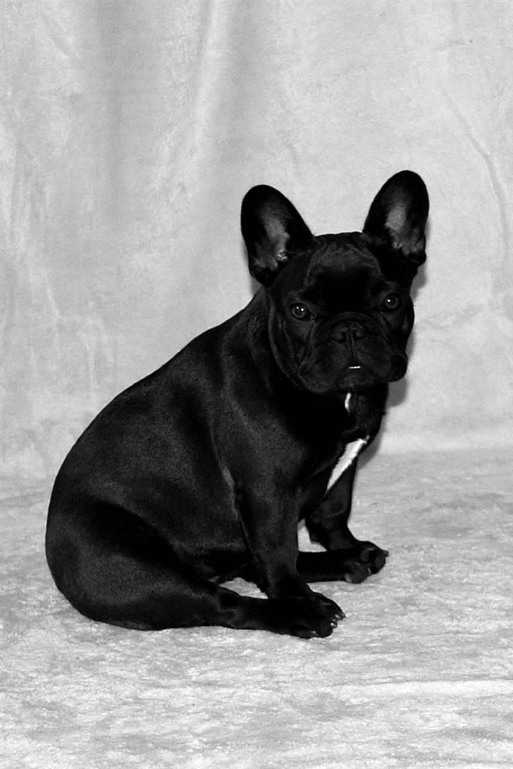 Fransk bulldog Skibelunden's Avette billede 17