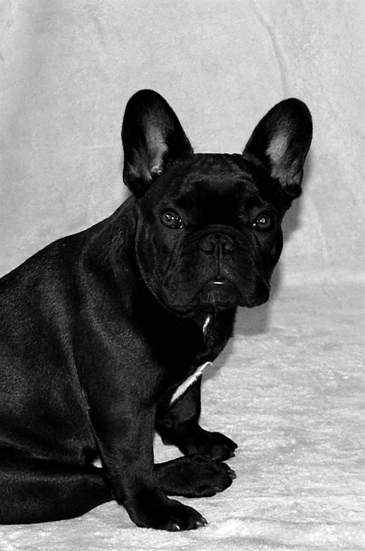 Fransk bulldog Skibelunden's Avette billede 19