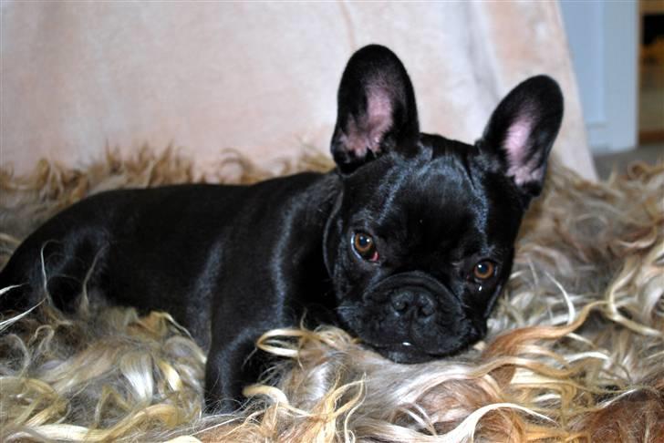 Fransk bulldog Skibelunden's Avette billede 20