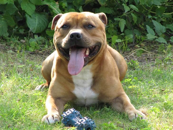 Staffordshire bull terrier Rocky (Dailo's Passion) billede 9