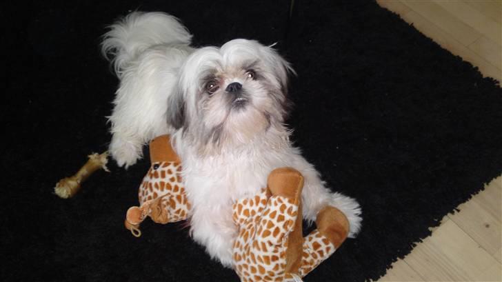 Shih tzu Emma billede 12