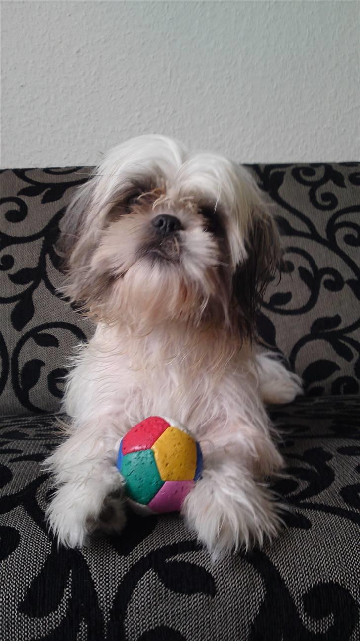 Shih tzu Emma billede 13